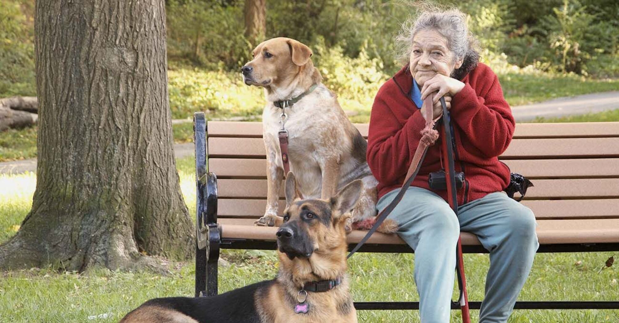 Aging Dogs Can Provide Insights for Human Longevity