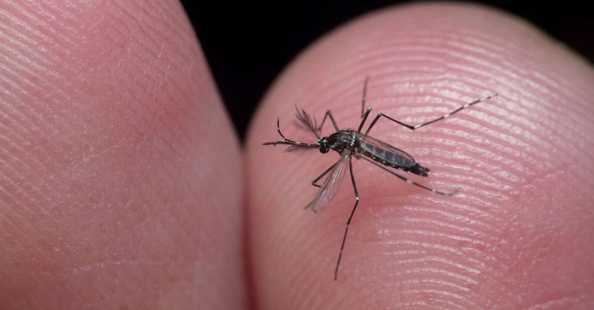 Study Finds Mosquitoes Hunt Humans Using Infrared Detection