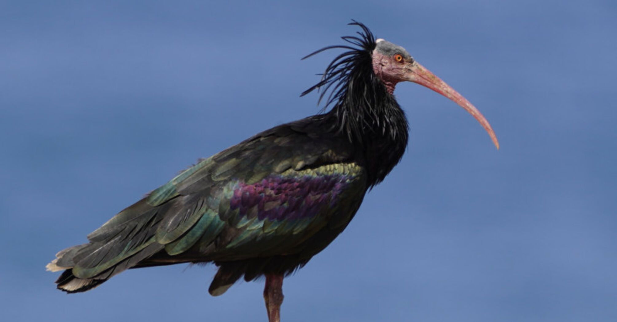 The Revival of the Northern Bald Ibis: A Migration Effort