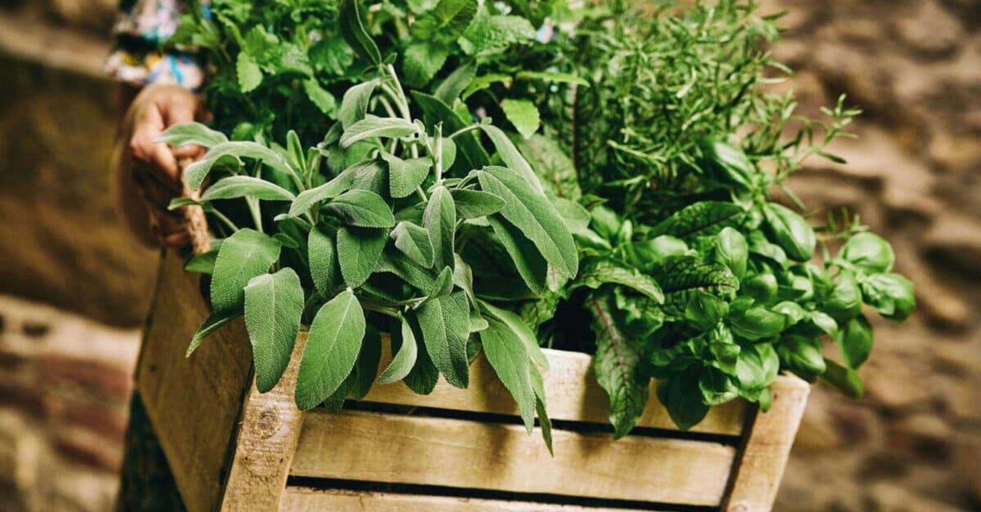 Revolutionary Storage Hack: Keep Store-Bought Herbs Fresh for Weeks