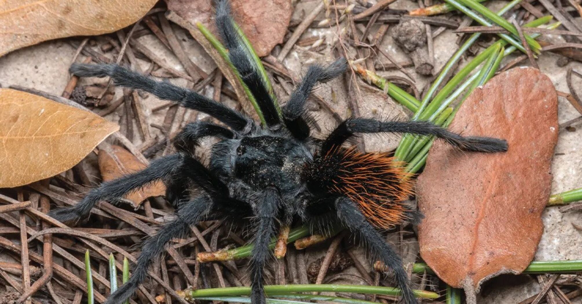 New Tarantula Species Was Discovered in Southeastern Arizona