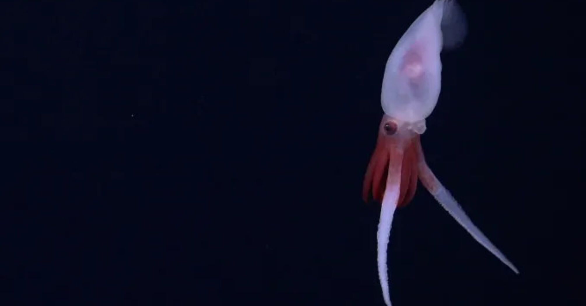 Remote Seamounts in the Southeast Pacific May Harbor 20 New Species