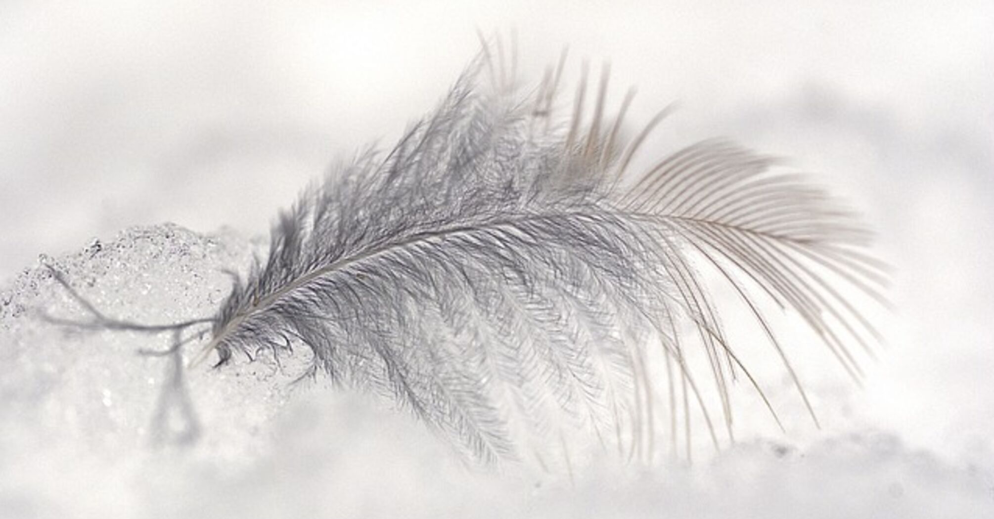 Meaning of the white feather