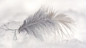 Meaning of the white feather