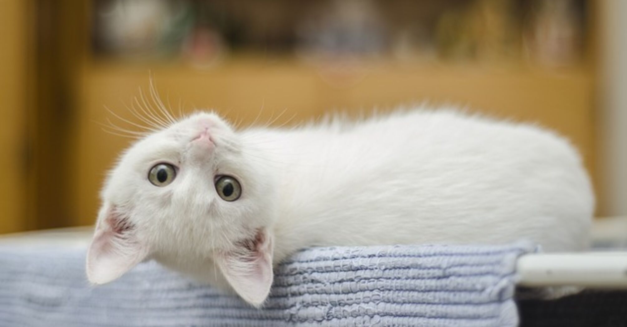 The significance of the white cat