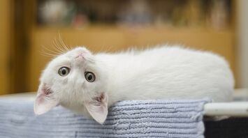 The significance of the white cat