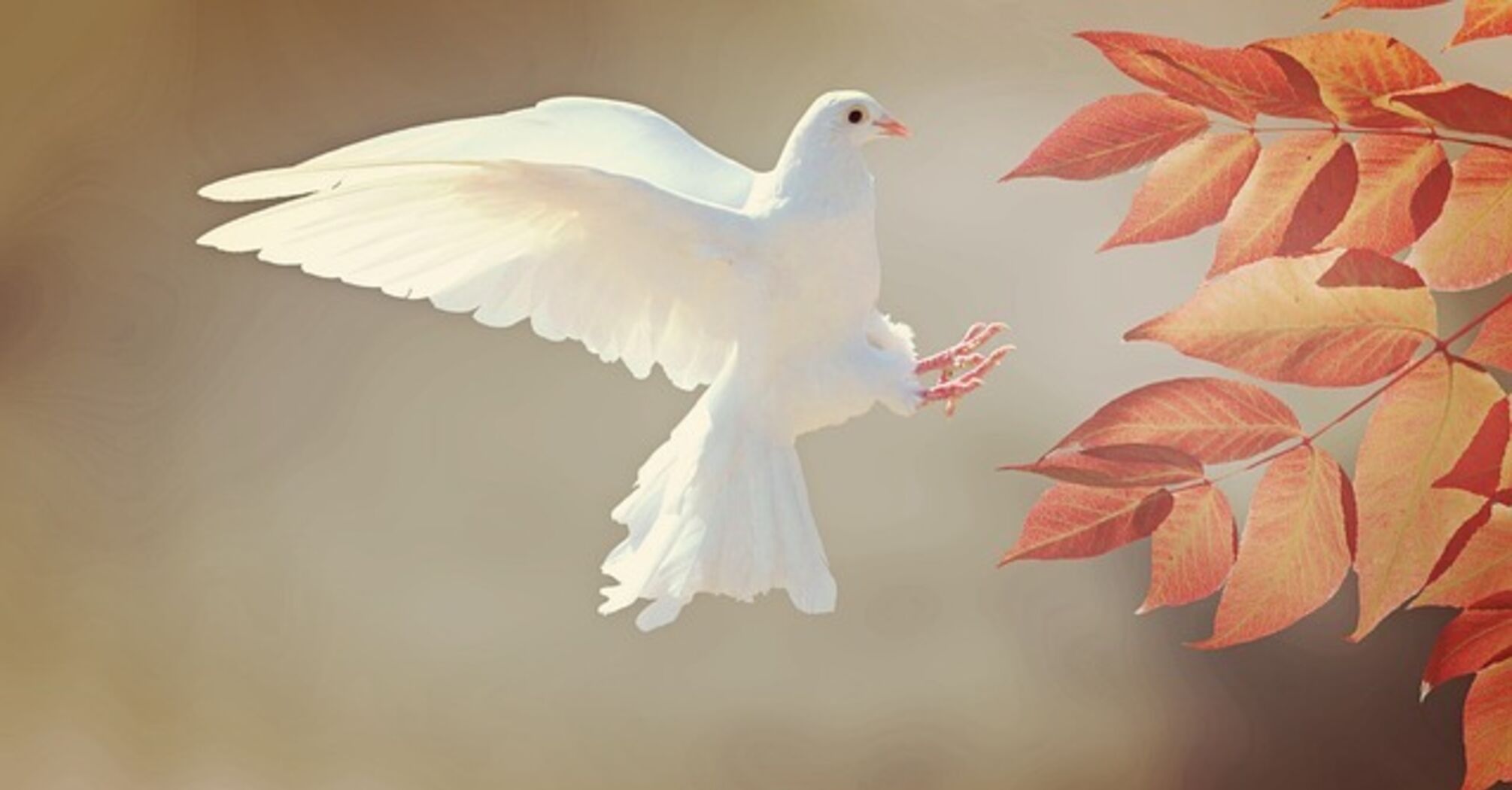 The meaning of the white dove