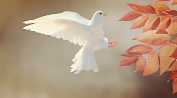 The meaning of the white dove