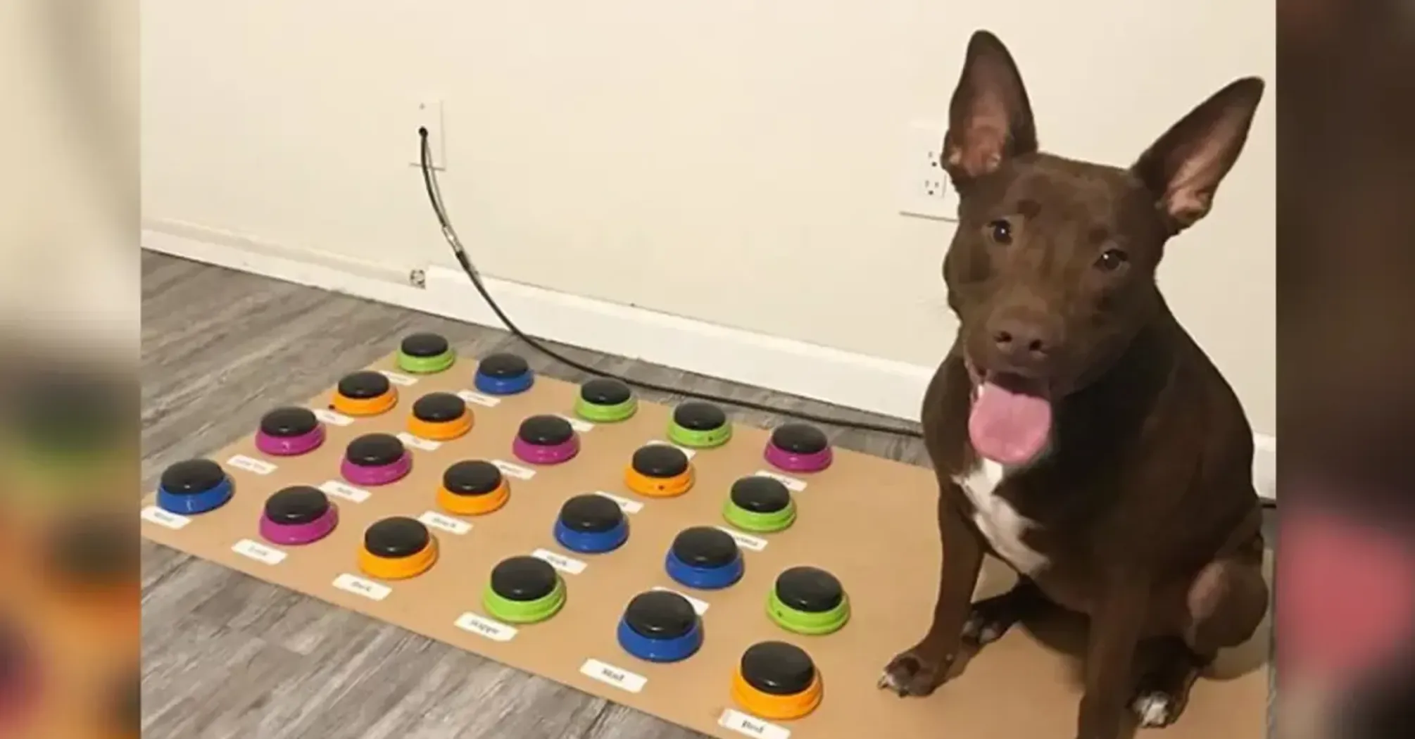 Humans Can Communicate with Dogs Using Soundboards