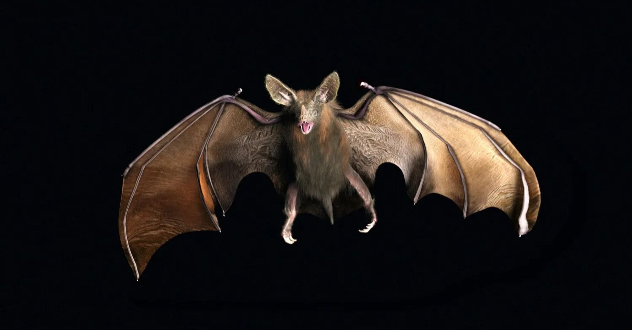 Bats’ Elevated Blood Sugar Levels Provide Insights for Diabetes Research