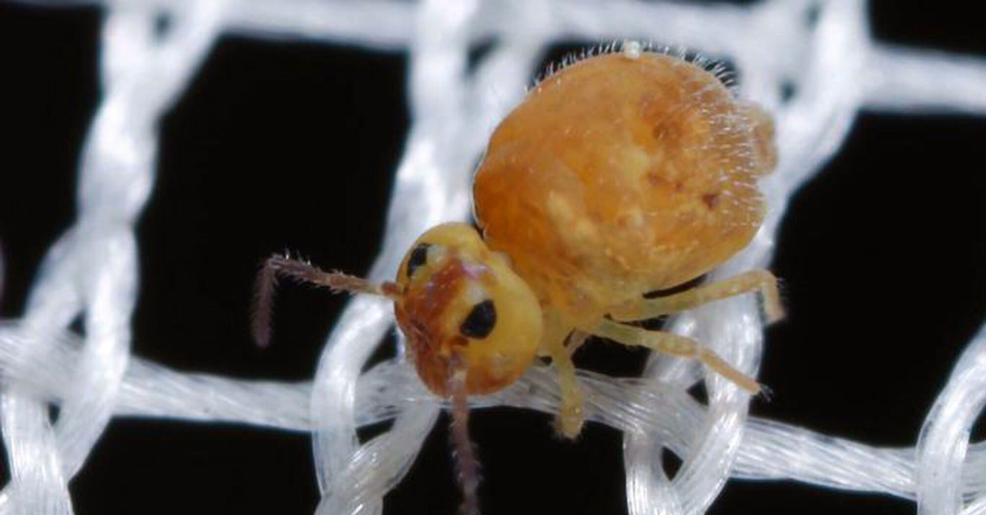 Scientists Show Tiny Bug Doing World's Fastest Backflips In Slo-Mo Video