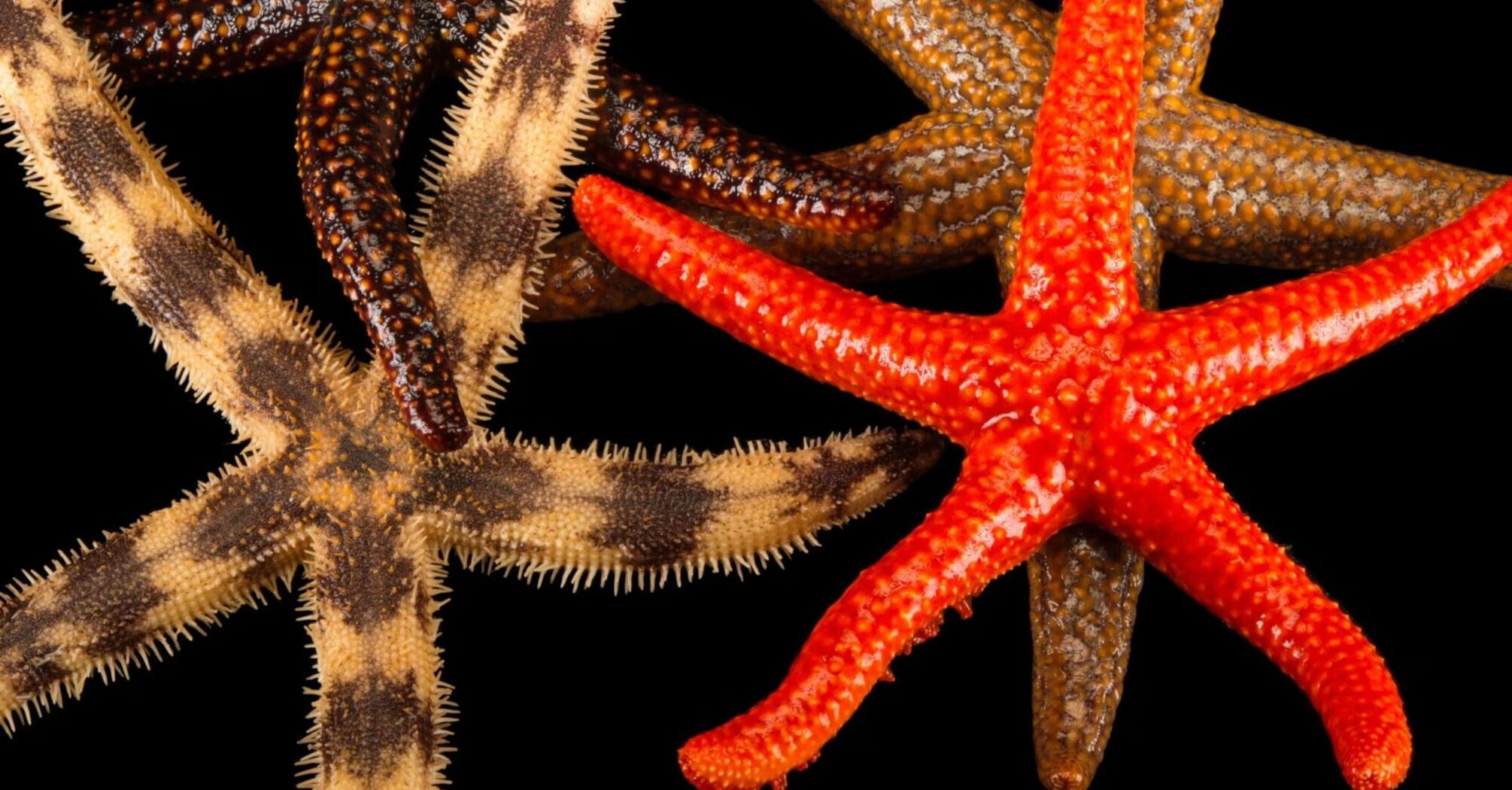 The Mechanisms Behind Starfish Limb Regeneration Could Help In Human Injuries, Study Shows