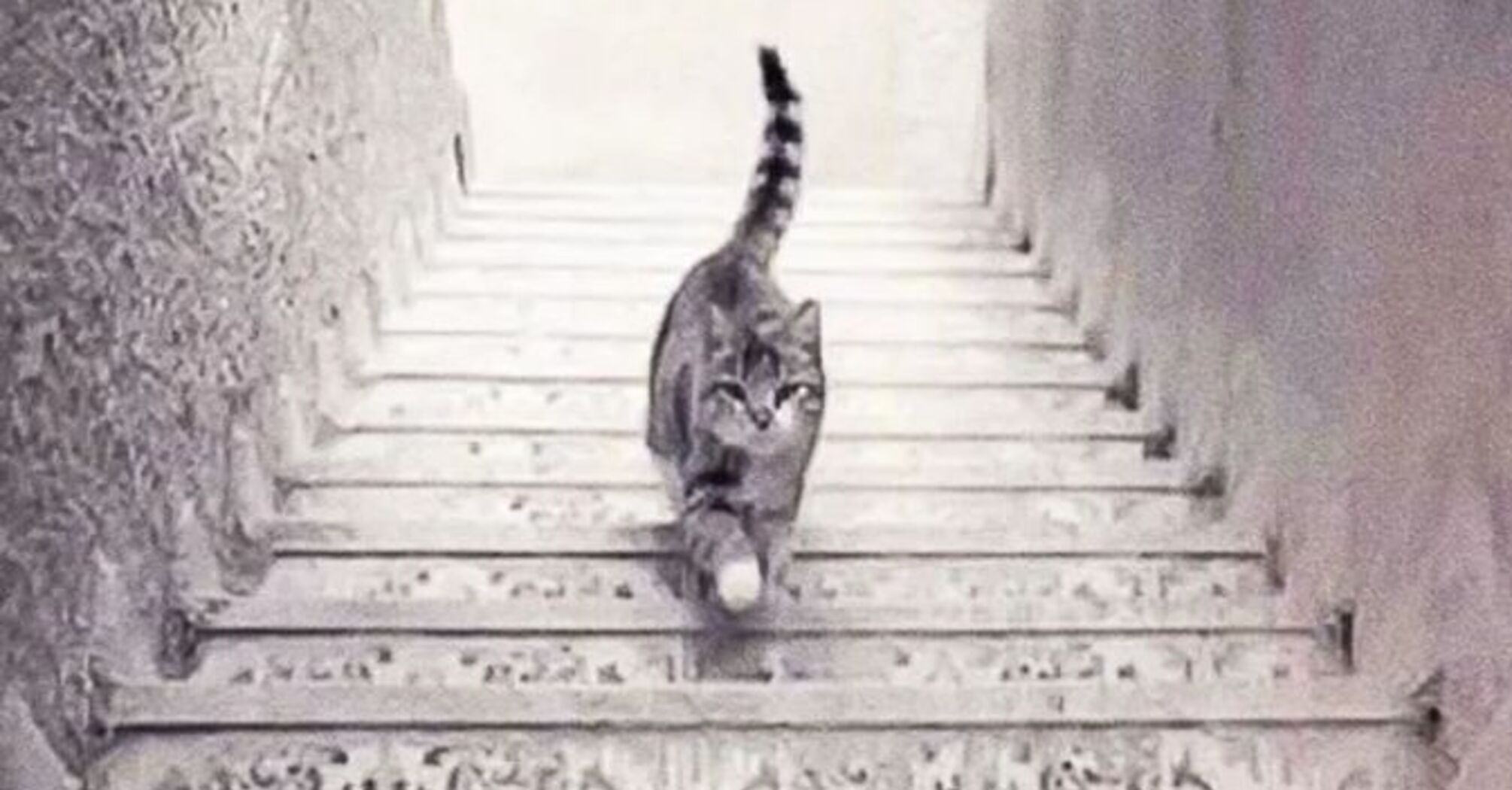 Optical illusion: in which direction the cat is going?