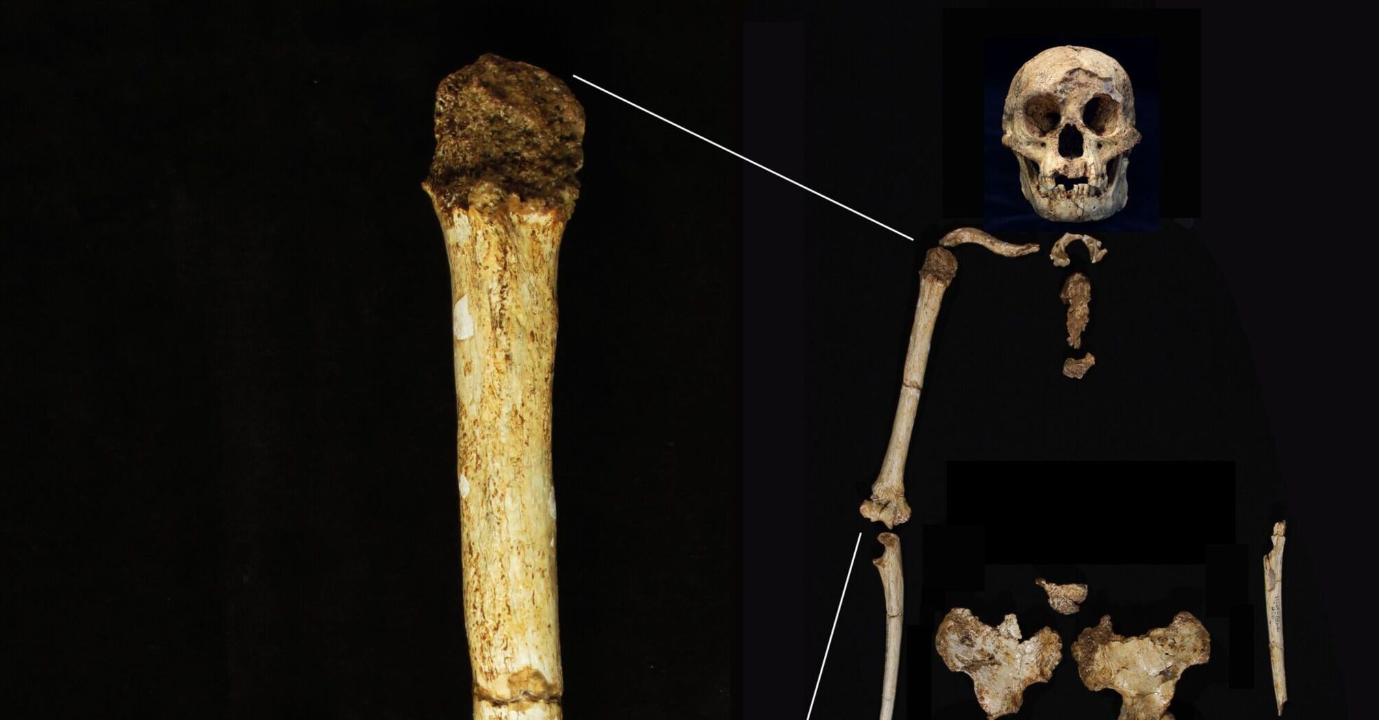 Rare fossils reveal insights into the origins of Homo floresiensis