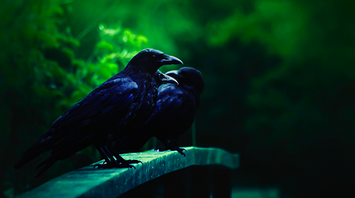 What do three crows mean