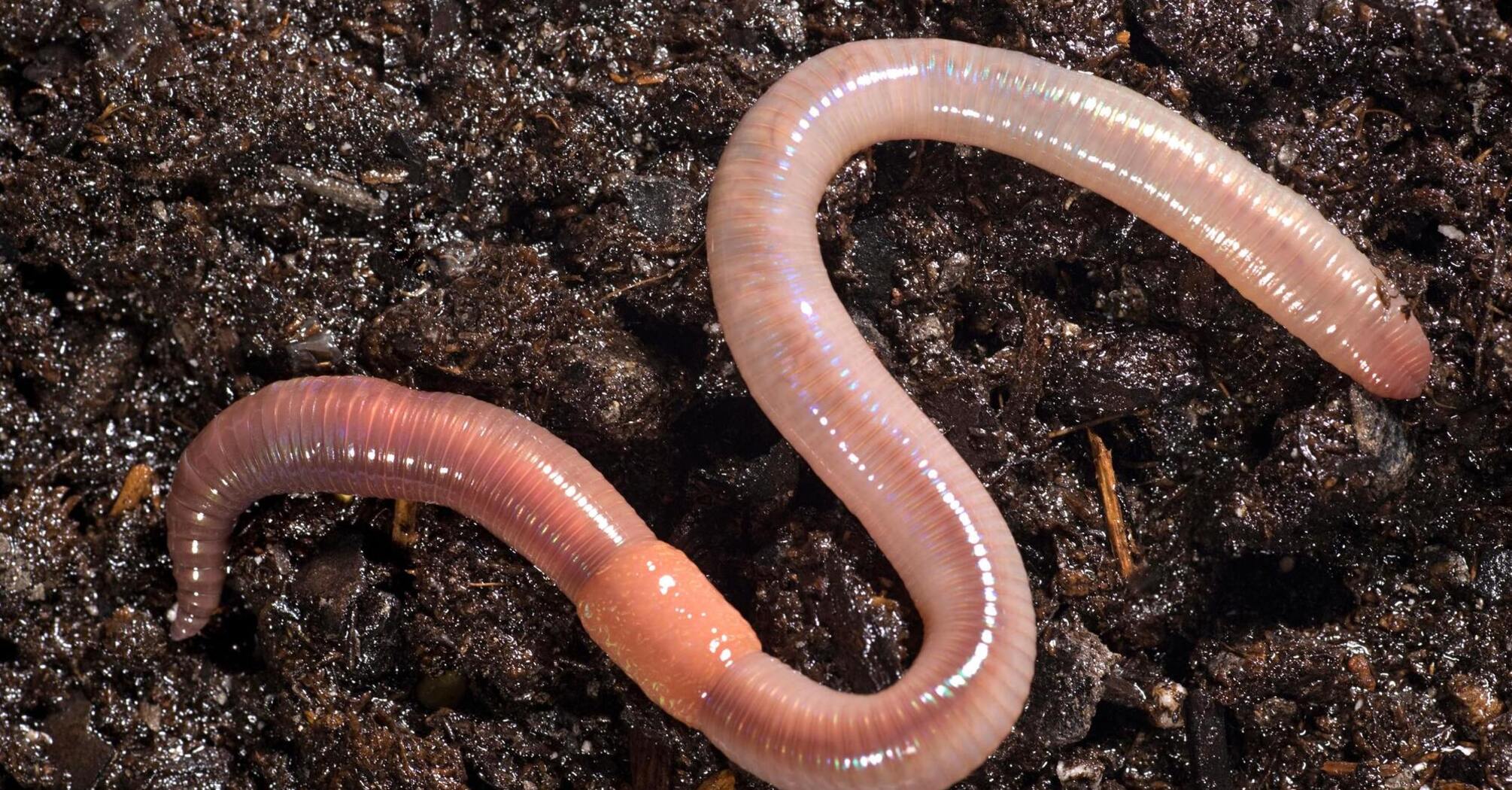 Earthworms Have "Completely Scrambled" Genomes: Impacts on Ancestral Adaptation