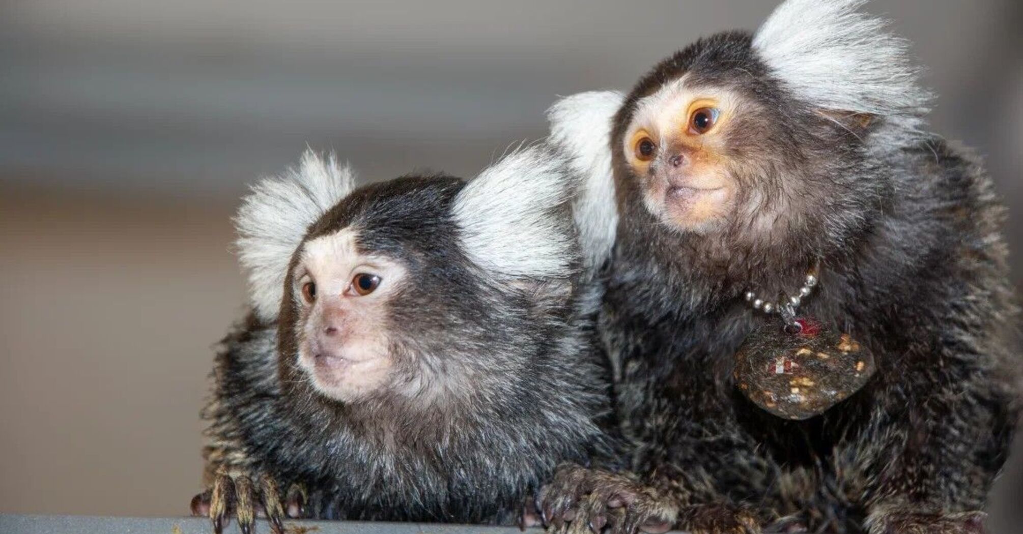 Marmosets