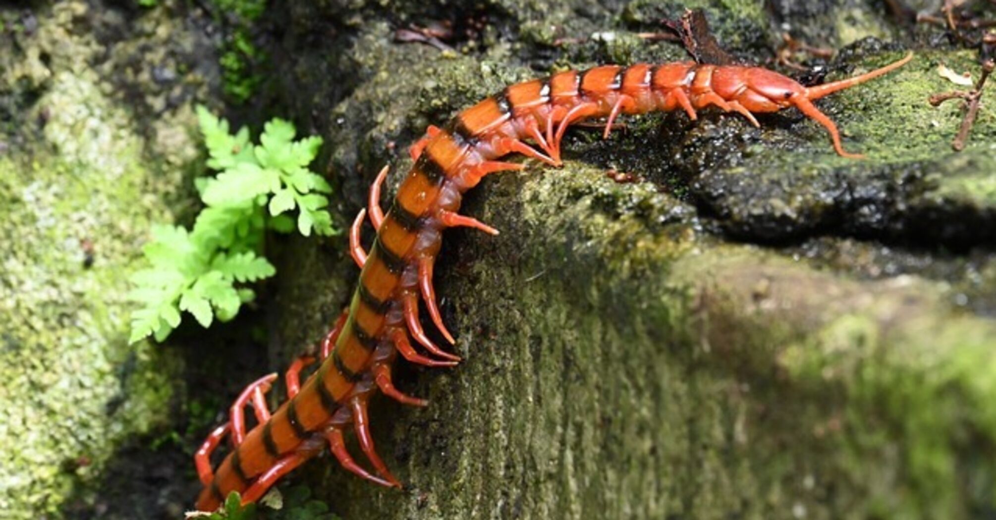 The meaning of centipede