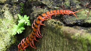 The meaning of centipede