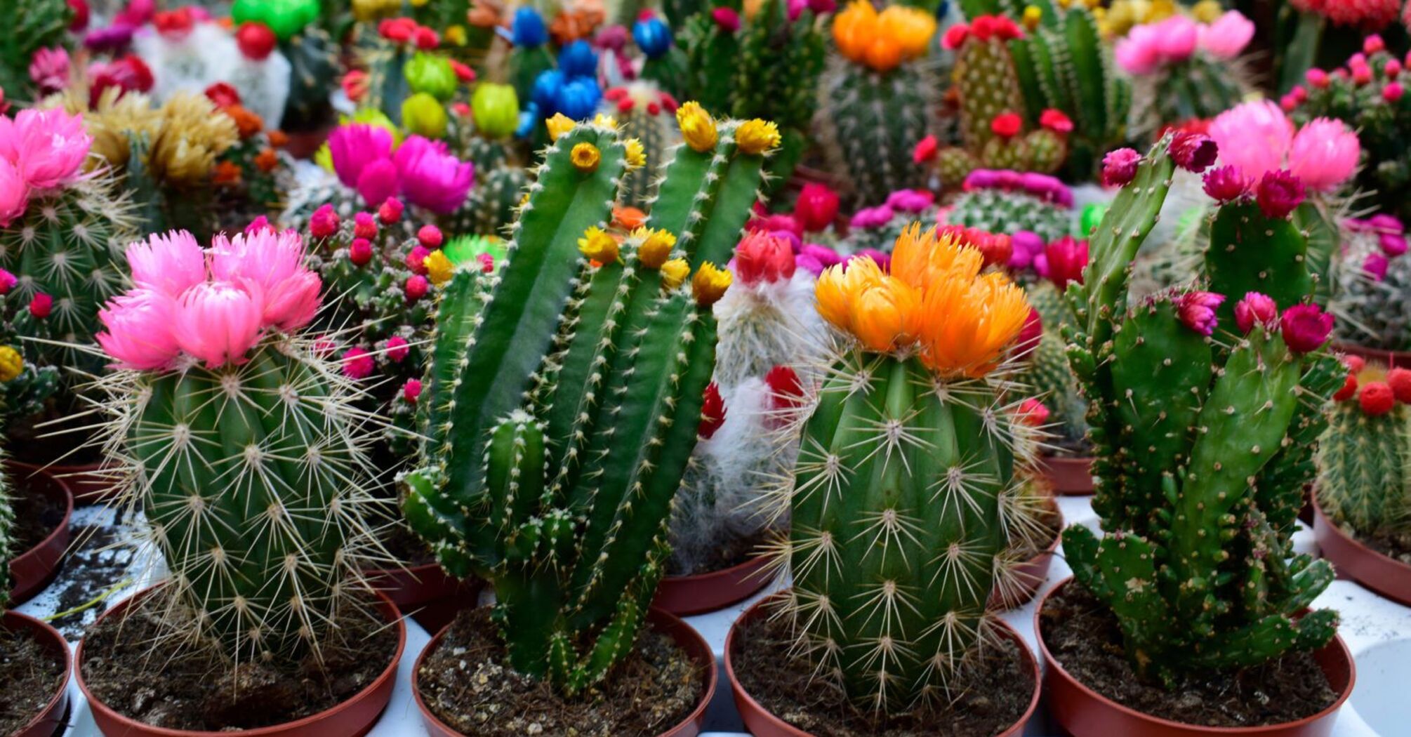 Can Cactus At Home Bring Bad Luck?