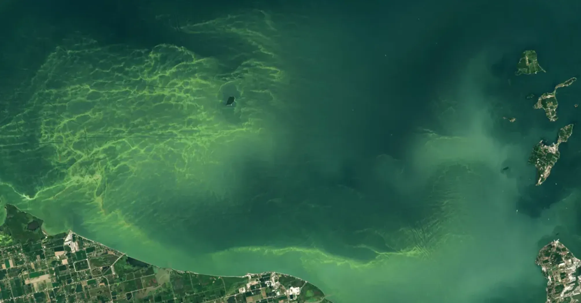 Great Lake in North America Turns Lively Green Due to Toxic Algae Bloom