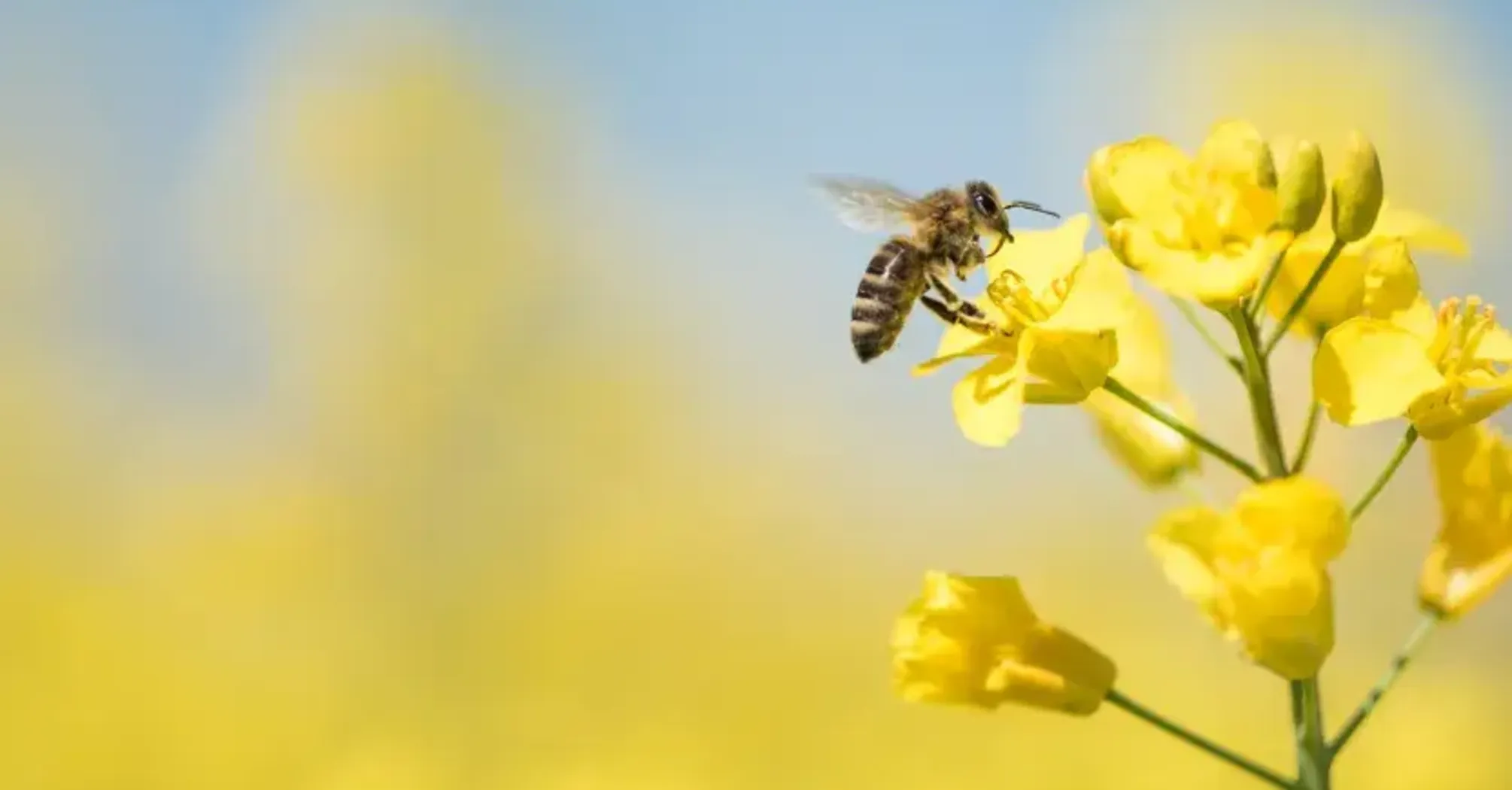 Bee Antidote to Pesticides Shows Promise