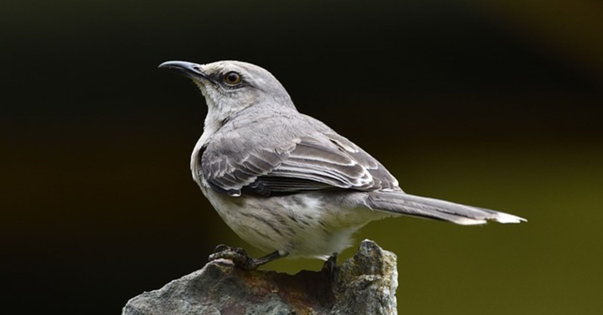 What it means to see and hear a mockingbird