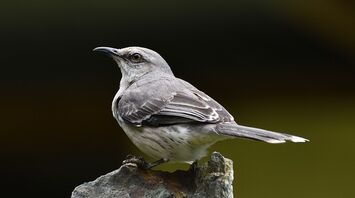 What it means to see and hear a mockingbird