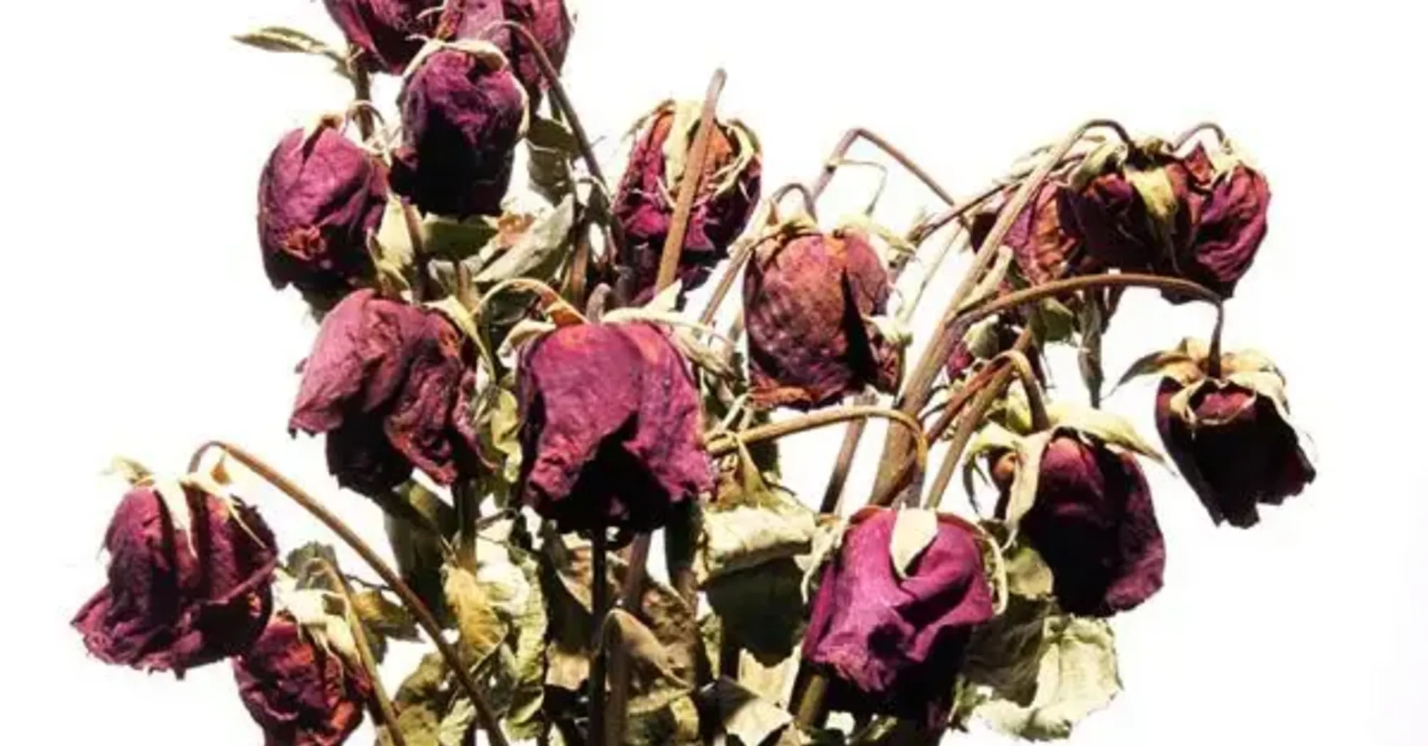 Why you shouldn't keep dried flowers at home