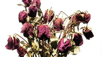 Is Keeping Dead Flowers Really Bad Luck?