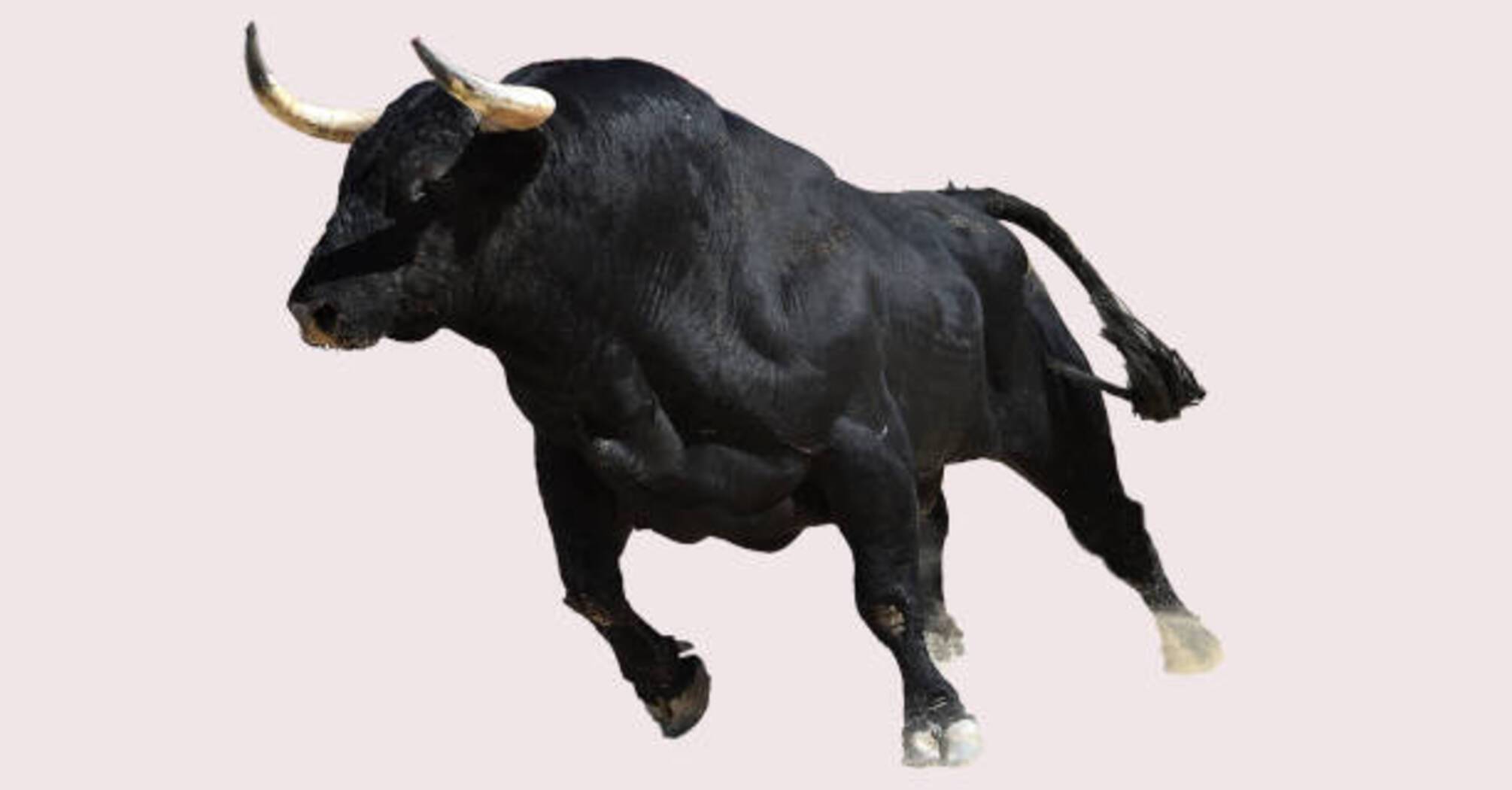 Bull on the Loose after Escape in North Carolina