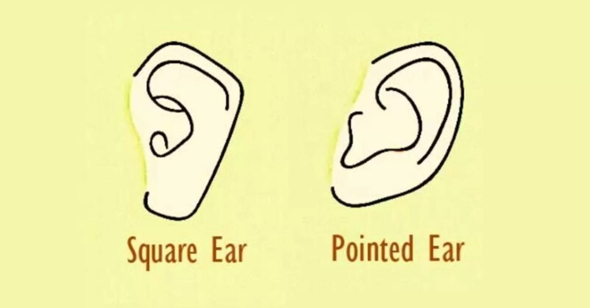 Your Ear Shape Reveals Hidden Personality Traits