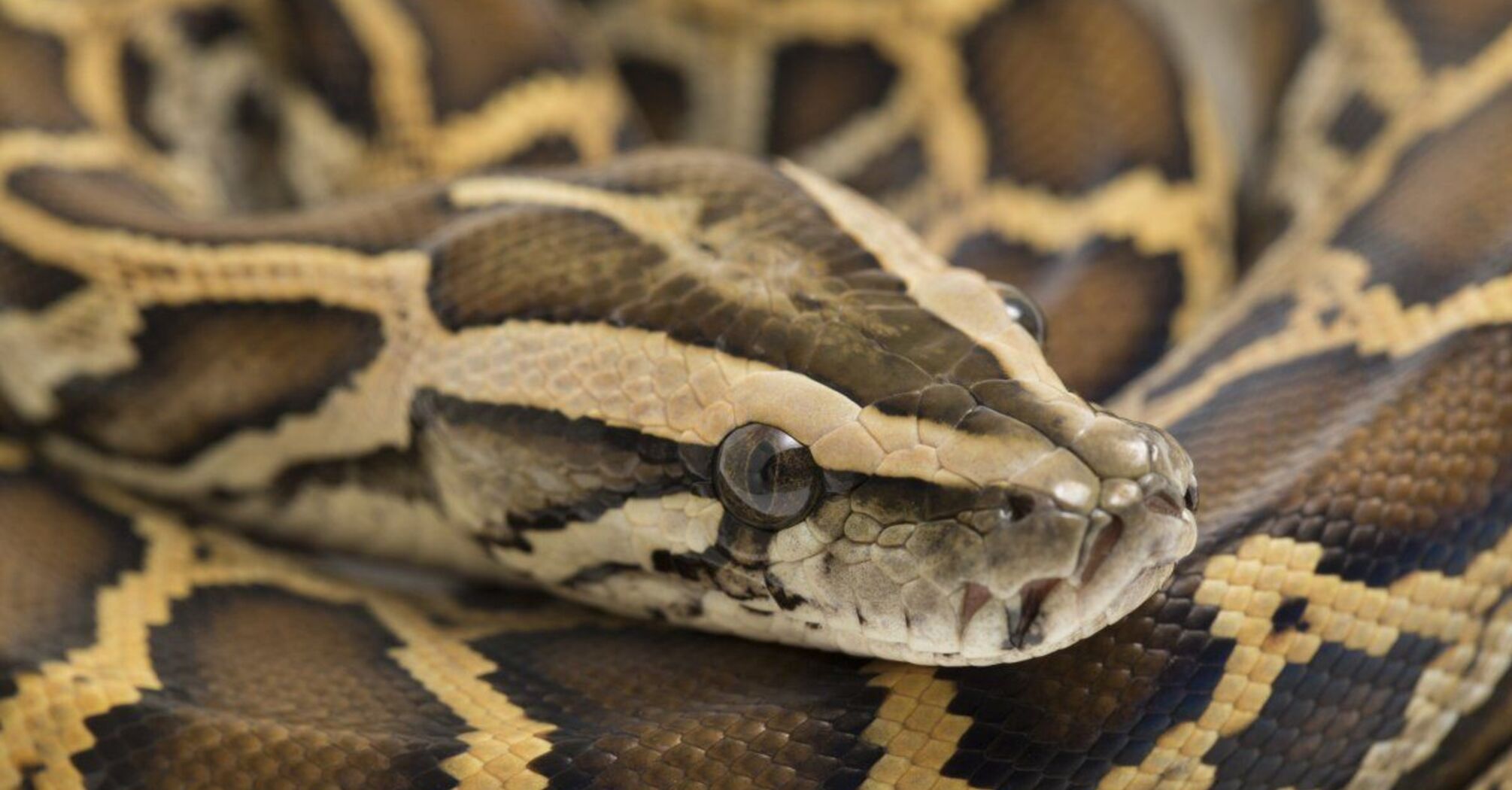 Man Celebrates Birthday Surrounded By Pythons