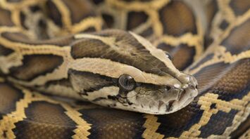 Man Celebrates Birthday Surrounded By Pythons