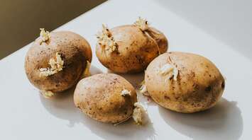 Is It Safe to Eat Sprouted Potatoes? What Experts Say