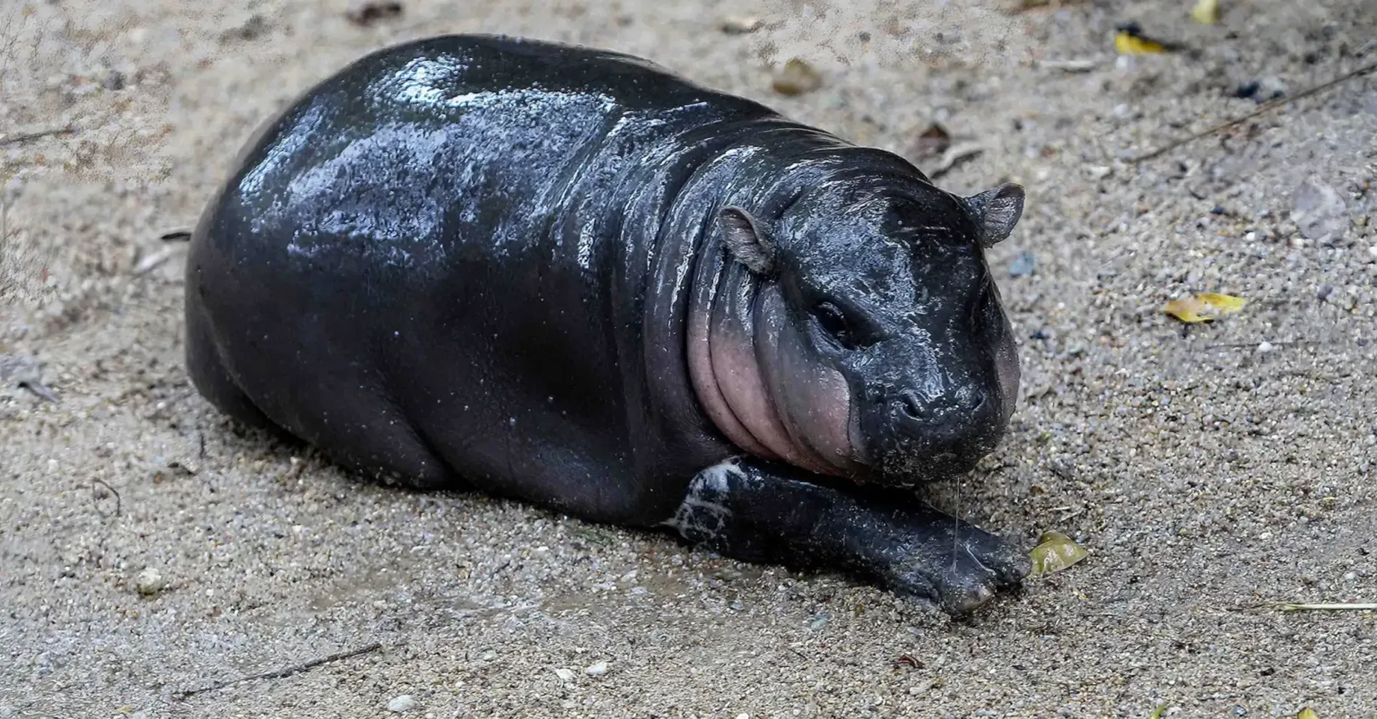 Adorable Baby Hippo Moo Deng Becomes Overnight Celebrity