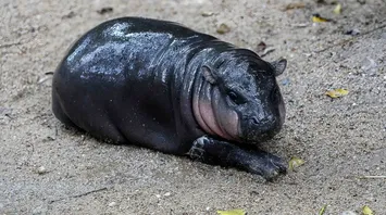 Adorable Baby Hippo Moo Deng Becomes Overnight Celebrity