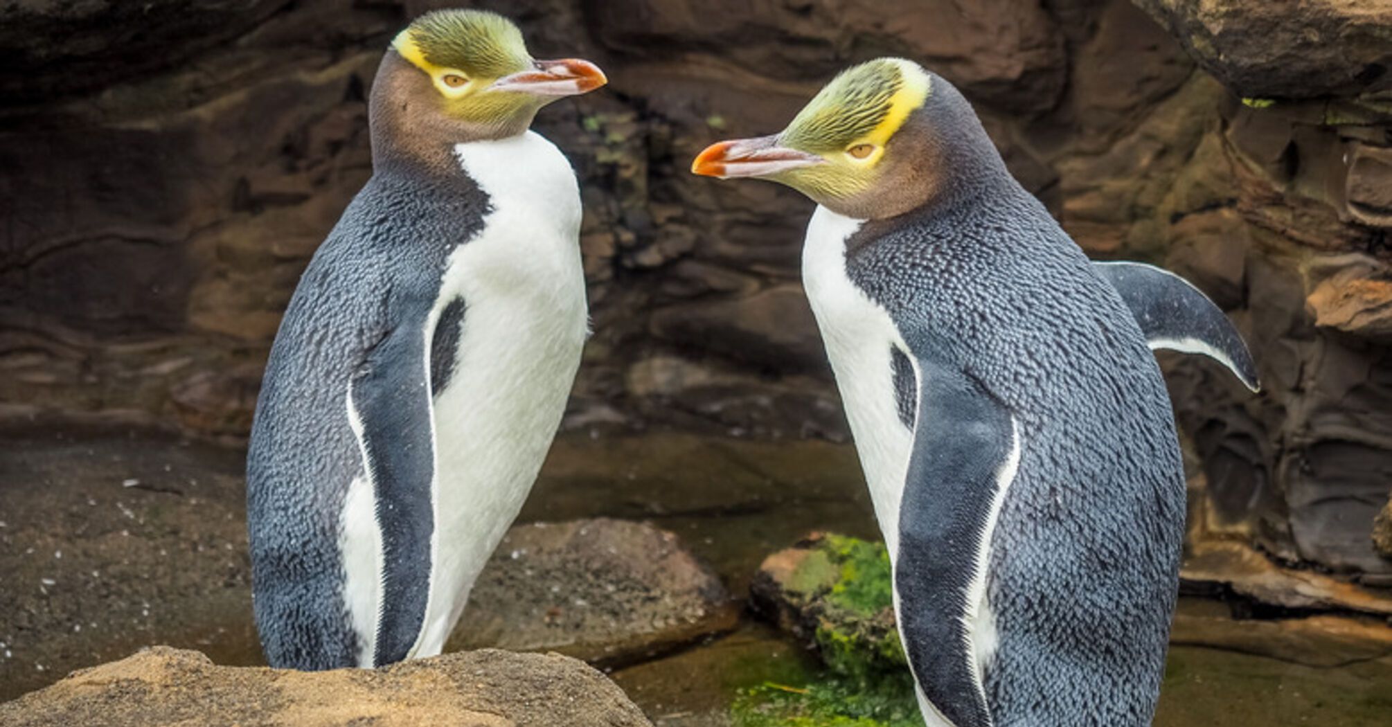  A Shy Penguin Wins New Zealand’s Bird Election Amid Memes and Tattoos