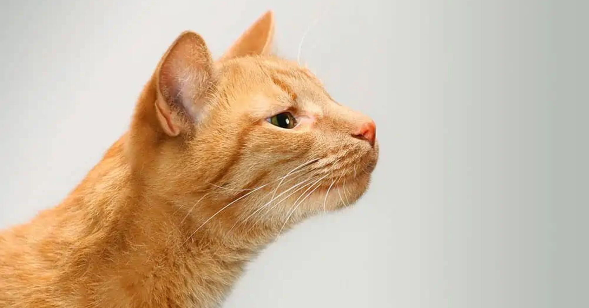 The Secret Behind Your Cat's Sense Of Smell