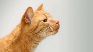 The Secret Behind Your Cat's Sense Of Smell