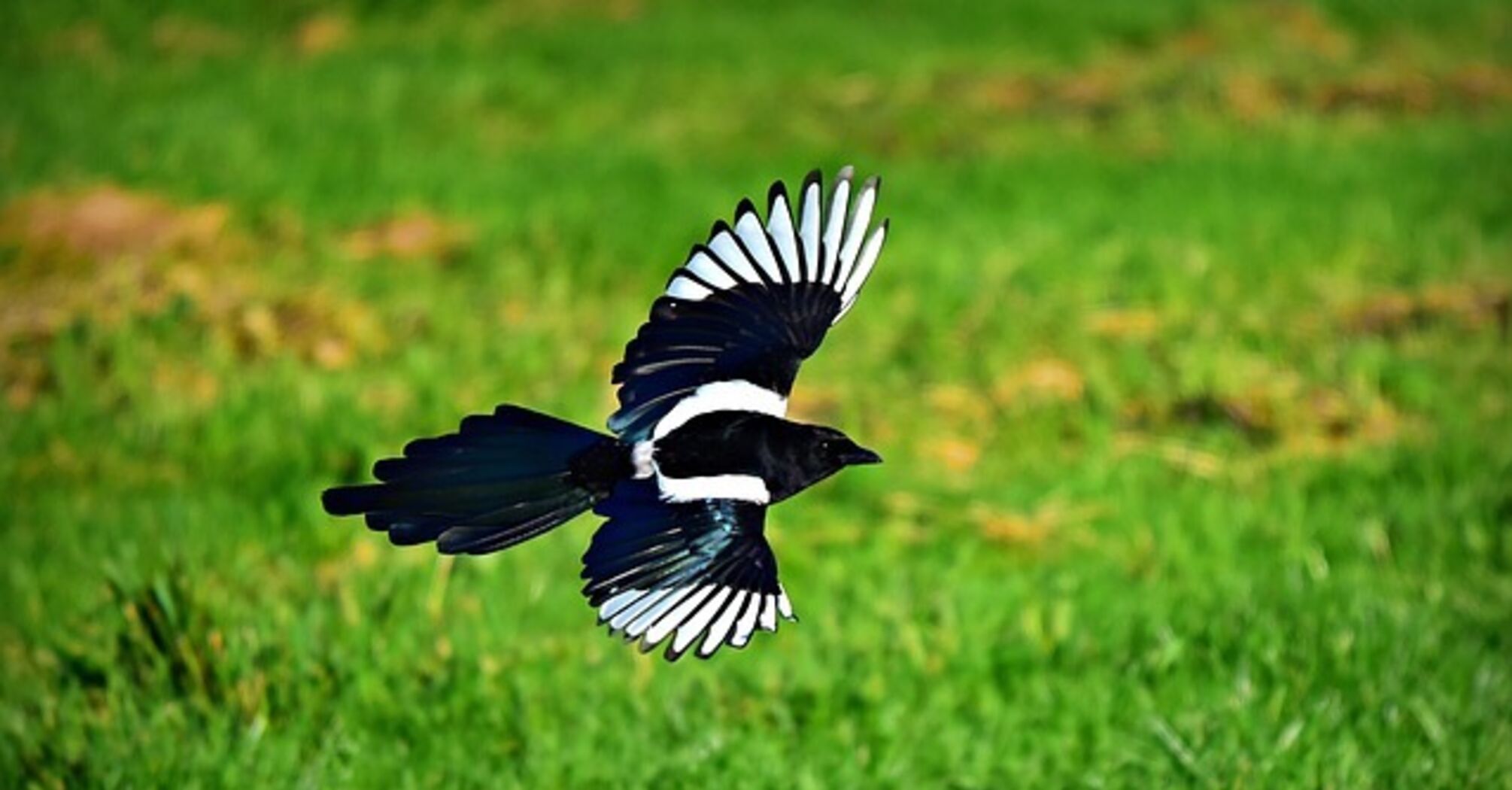 Symbolism and meaning of the magpie