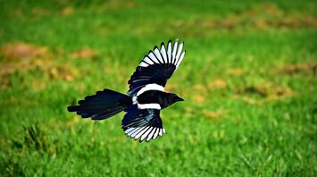 Symbolism and meaning of the magpie