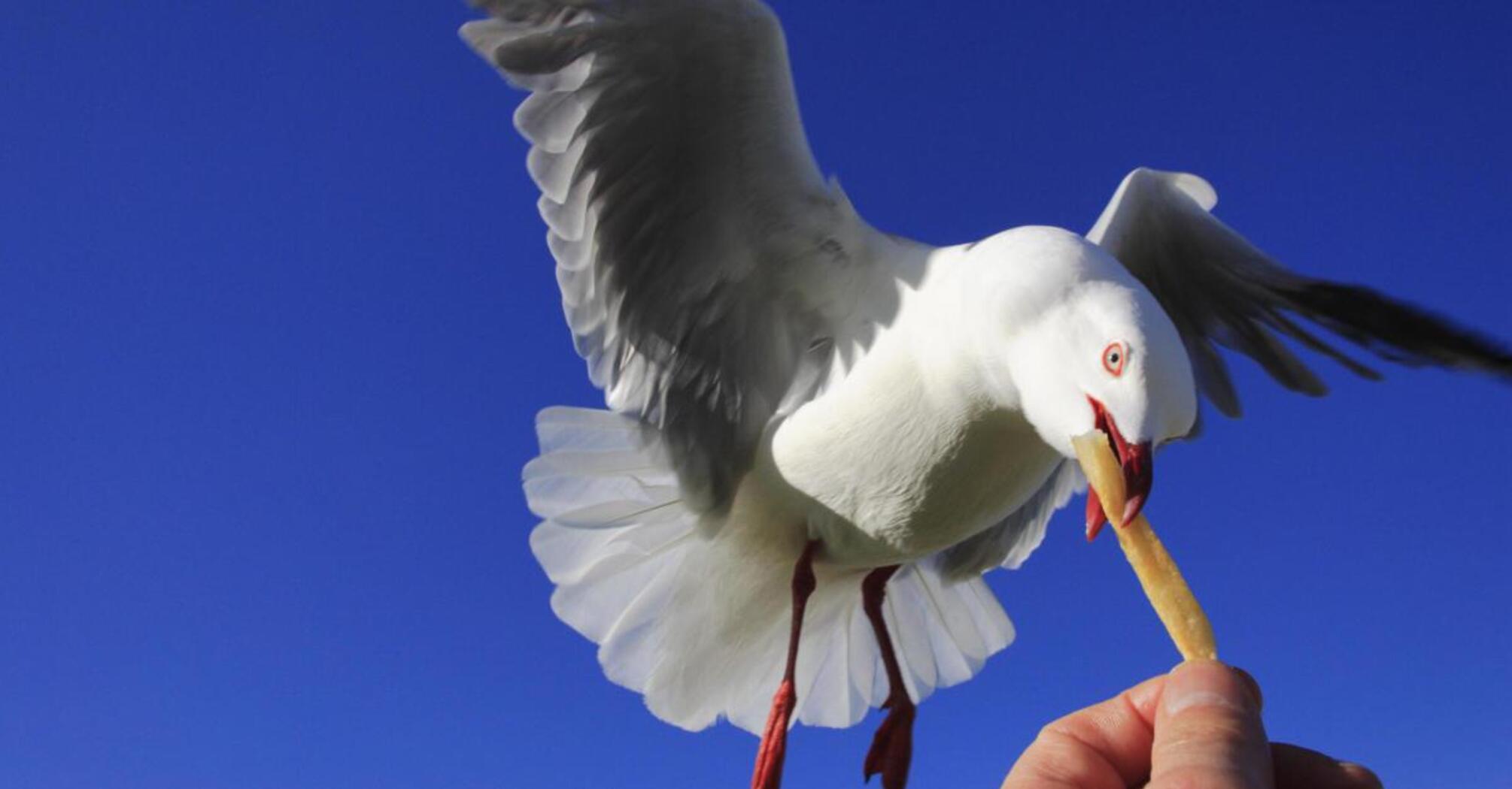 Food Theft Among Seabirds: A Link to Avian Flu Transmission