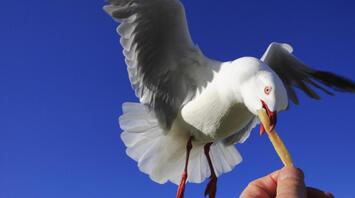 Food Theft Among Seabirds: A Link to Avian Flu Transmission