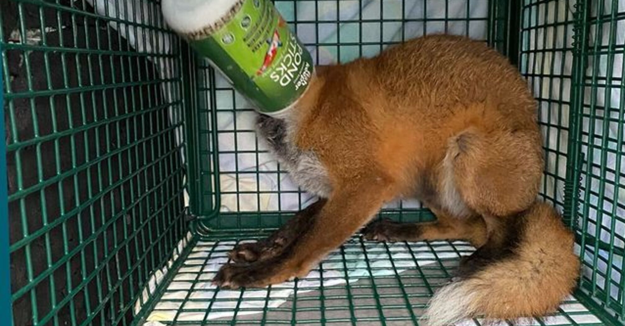 Animal Rescuers Assist Fox Stuck in a Plastic Container