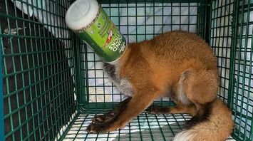 Animal Rescuers Assist Fox Stuck in a Plastic Container