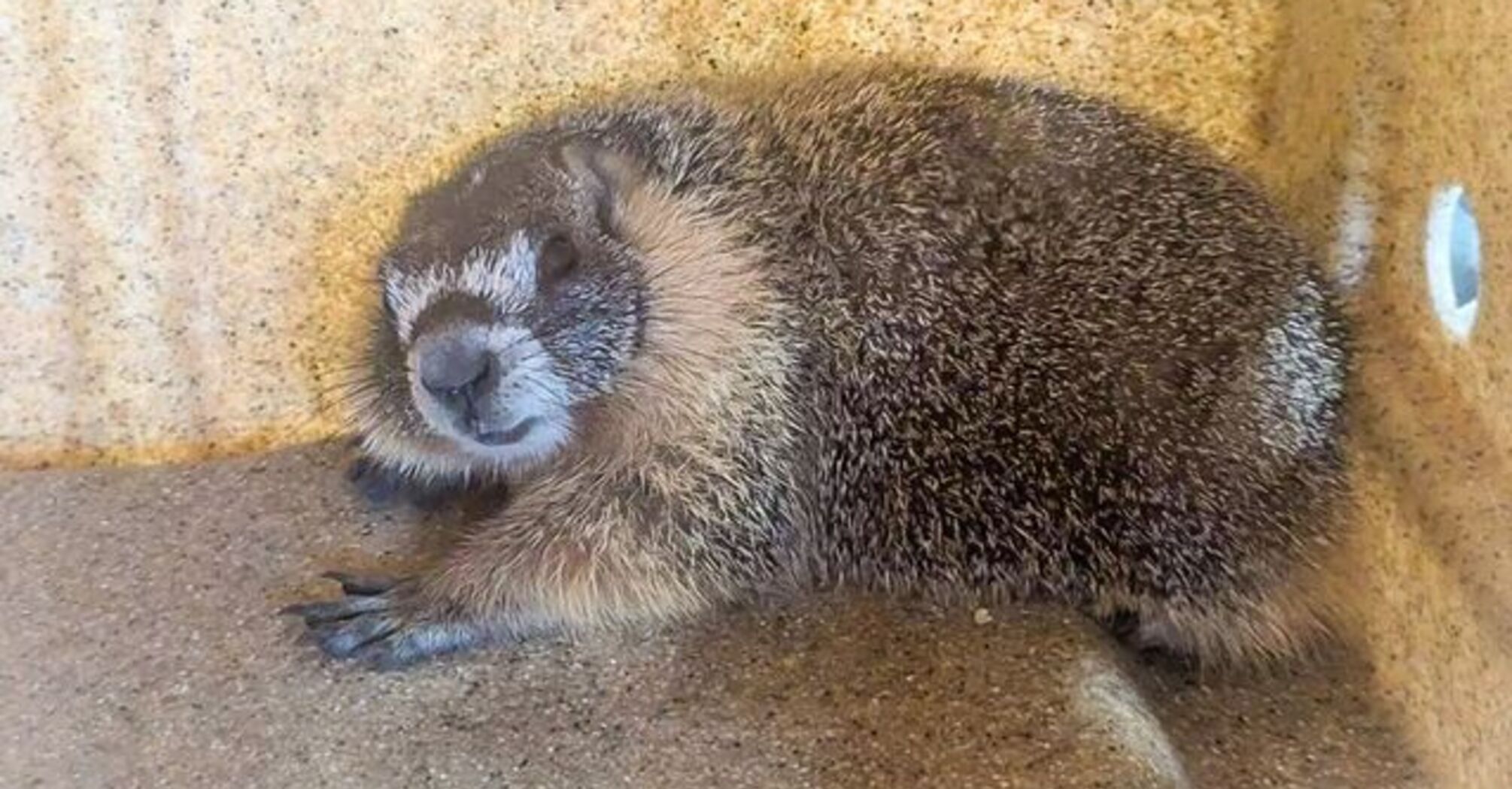 Marmot Rescued from Engine Block in California