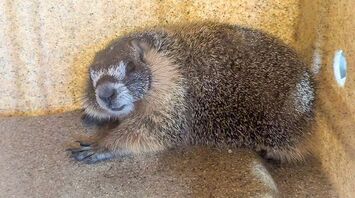 Marmot Rescued from Engine Block in California