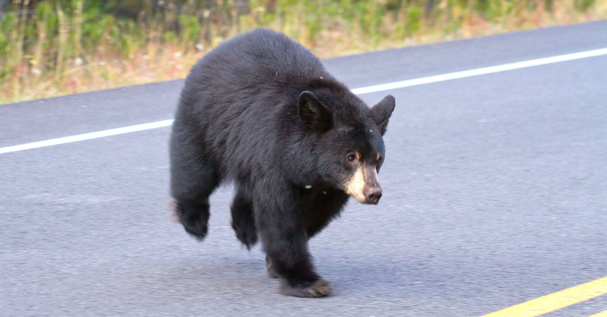 Connecticut Man Encounters Garage-Intruding Bear