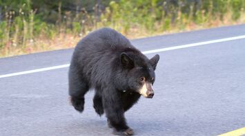 Connecticut Man Encounters Garage-Intruding Bear